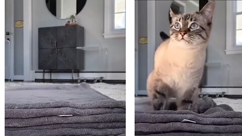 Funniest Cat And Dogs Videos 2022 #2