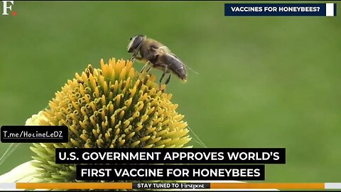 Le gouvernement américain aurait approuvé le premier "vaccin" au monde pour les abeilles domestiques