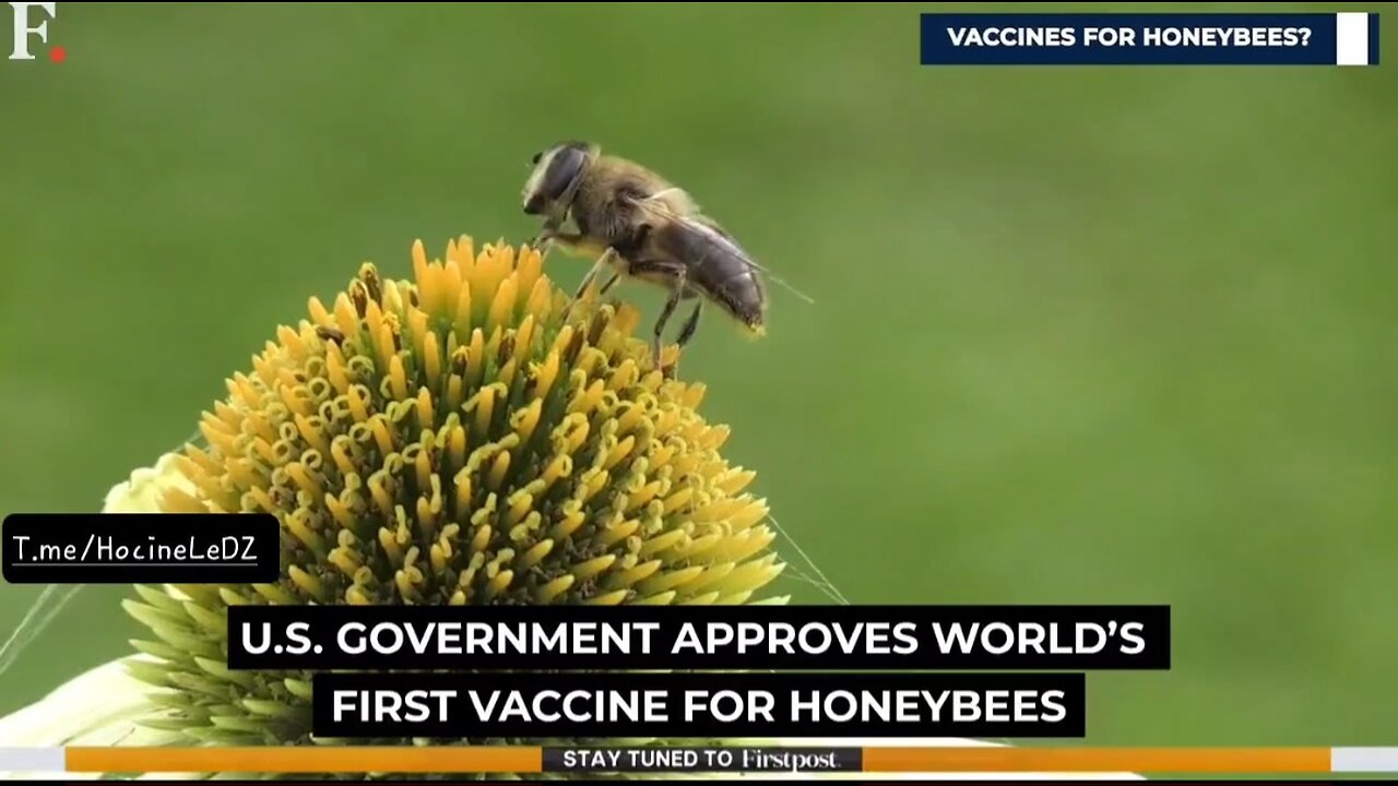 Le gouvernement américain aurait approuvé le premier "vaccin" au monde pour les abeilles domestiques