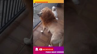 Esse leão está diferente! É o doguinho! #shorts