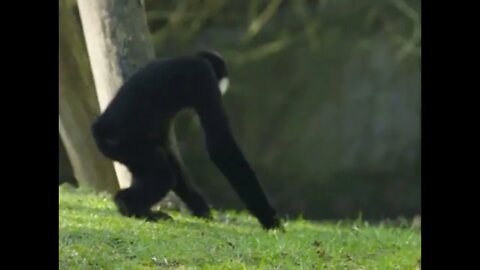 Gibbons practice monogamy