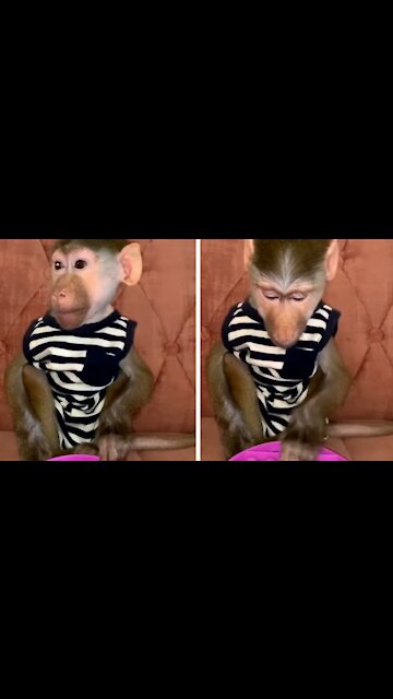 Funny And Cute Monkey, Playing With His Toy