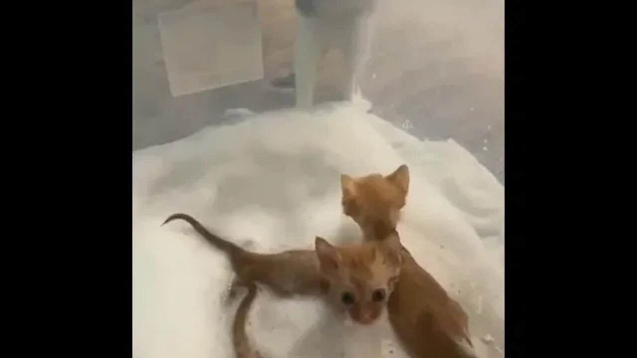 funny cat videos cute cat videos cute animals funny cats #shorts #shortsfunny #cutecat #funnycat