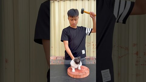 Love cat