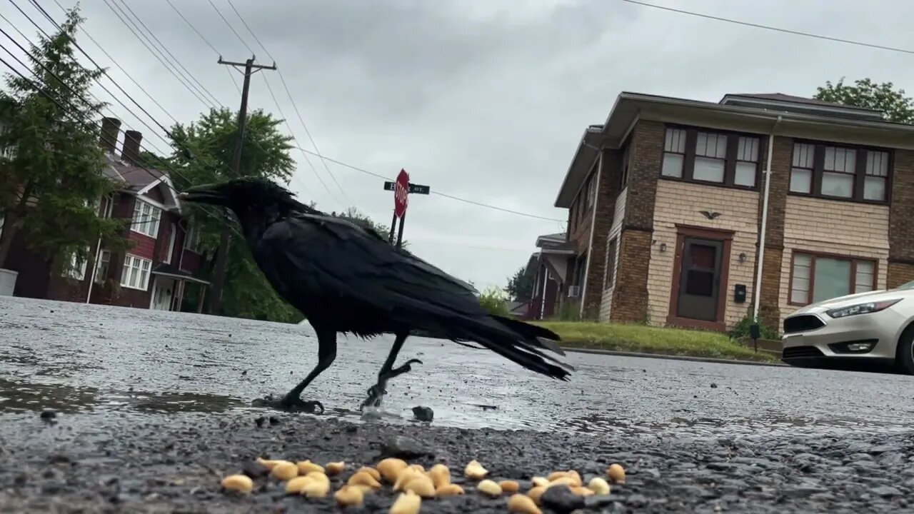 Crow Close-Up: Wet Days