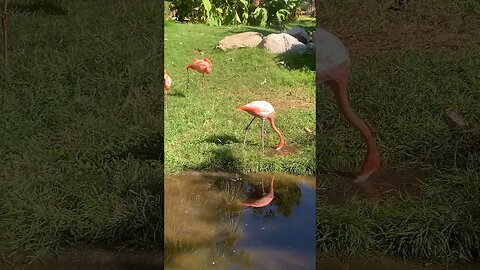 Flamingos Gather At The Watering Hole