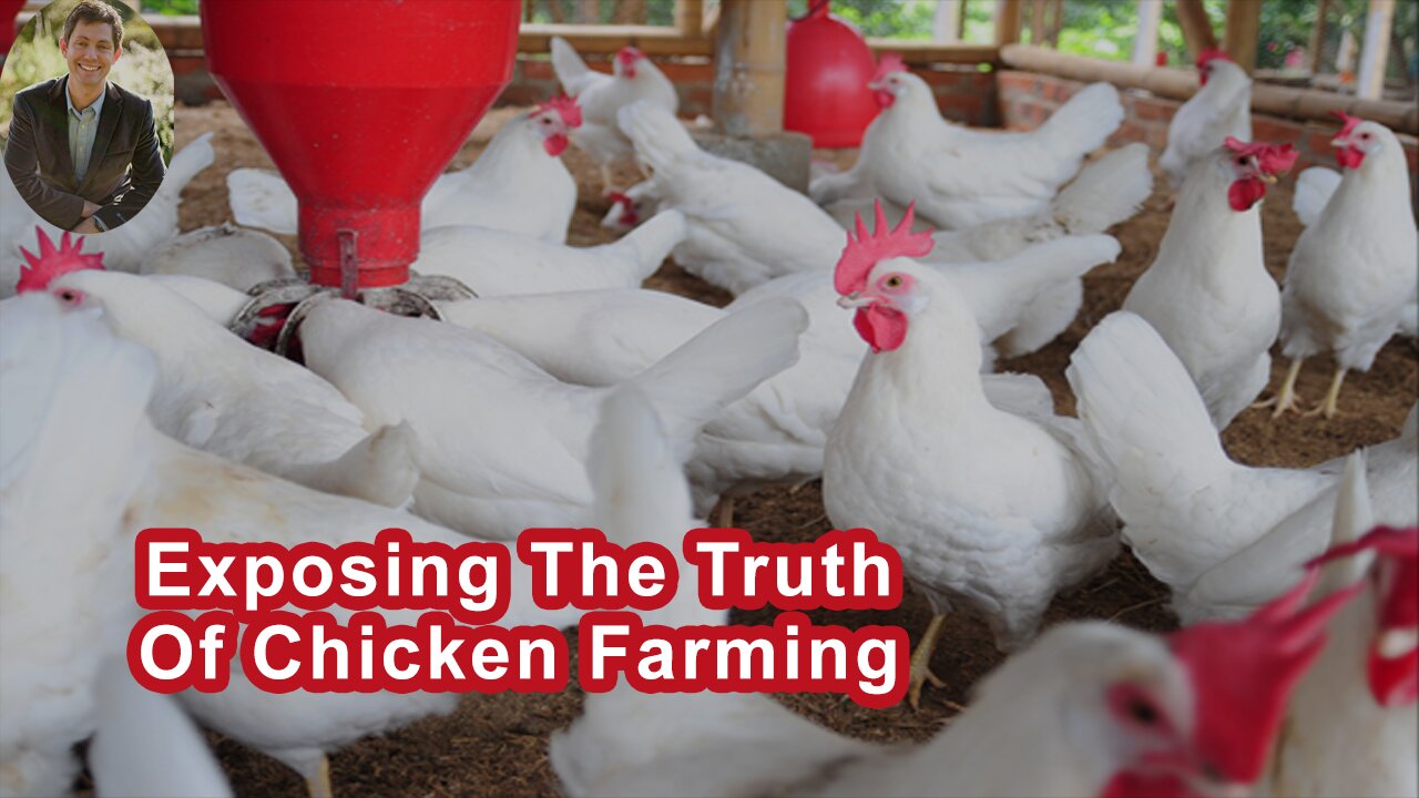 Exposing The Truth Of Chicken Farming