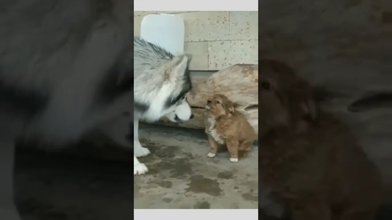 Pup isn’t lacking self confidence…😏😂🐶🐺