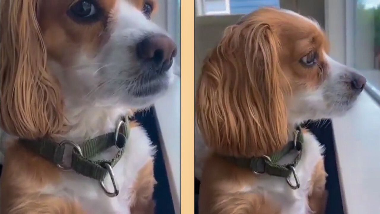 Lonely Puppy: The Heartbreaking Consequences of Leaving Your Dog Home Alone