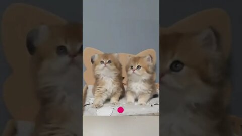 funny cat videos | cute cat videos| cute animals funny cats #shorts #shortsfunny #cutecat #funnycat