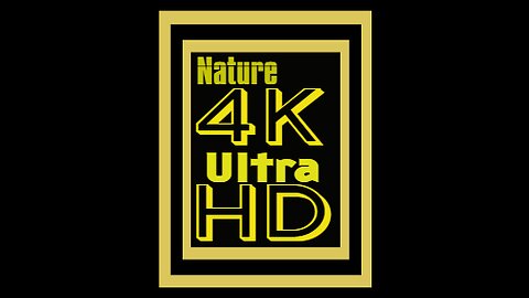 WILDLIFE 4k ULTRA UHD/TV