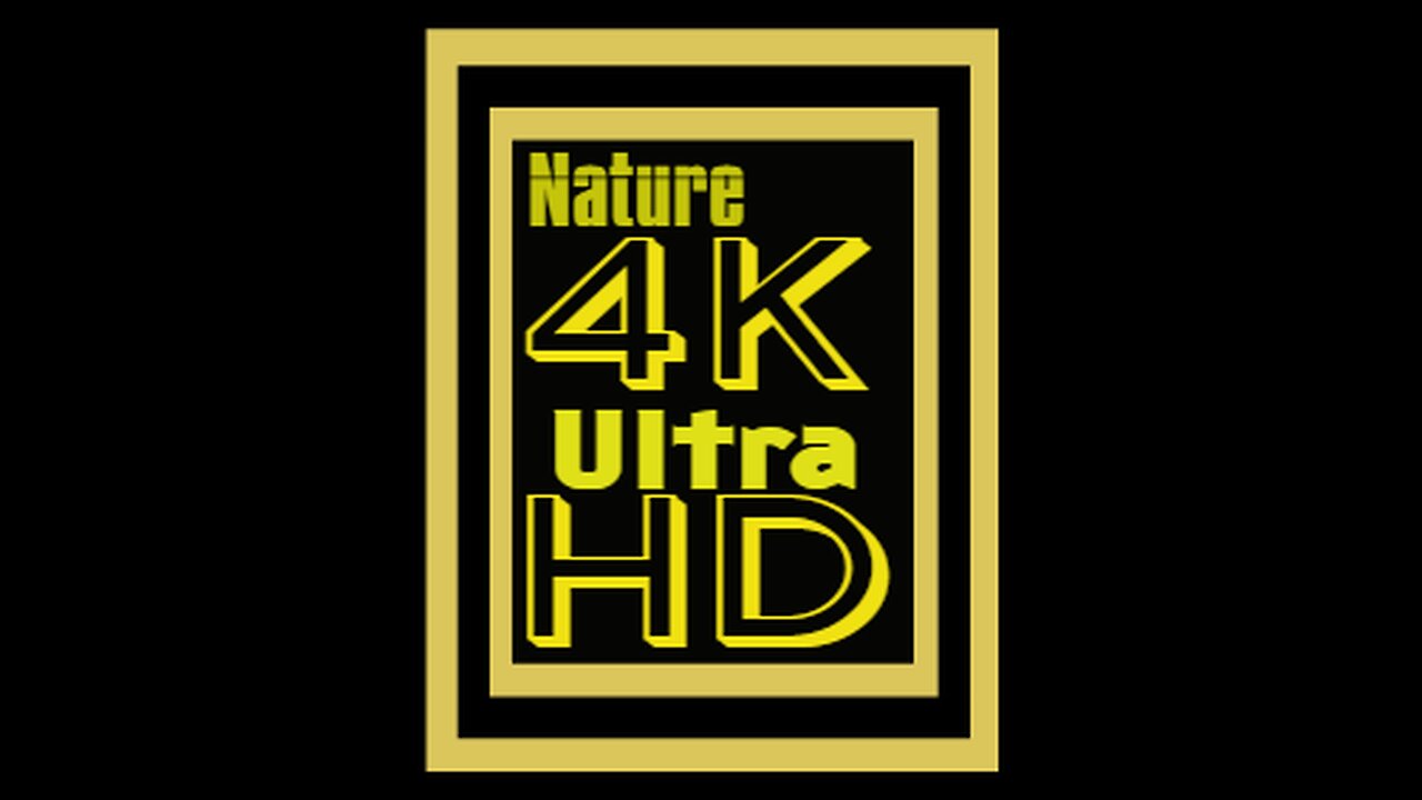 WILDLIFE 4k ULTRA UHD/TV