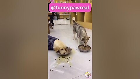 Dogs Take on Mealtime Madness