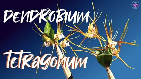 #GVOS2020 - Dendrobium Tetragonum var giganteum