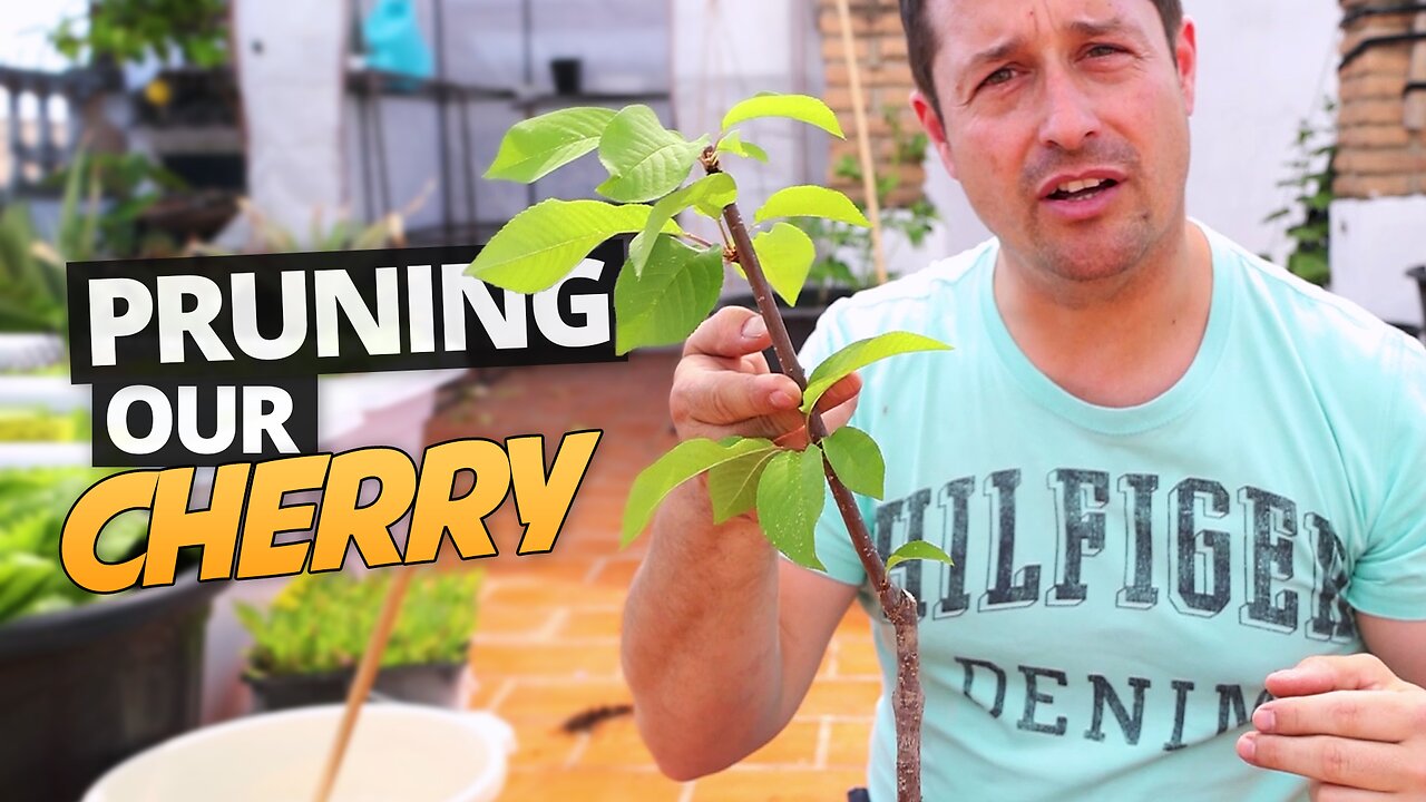 Making the Scaffold Prune on our Seed Grown Cherry Trees