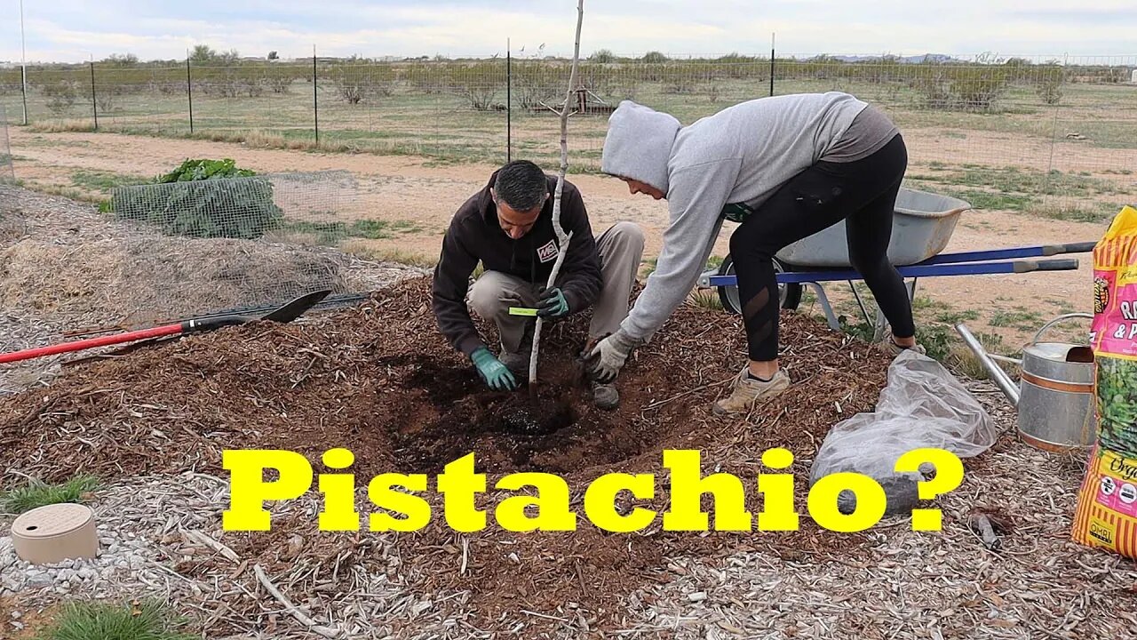 Planting Pistachio in Arizona | Golden Hills Pistachio