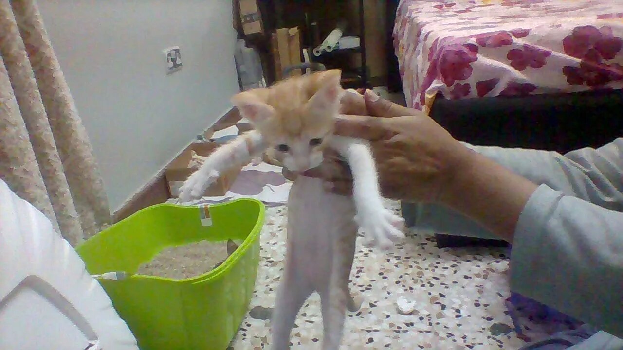 Funny and Cute Kittens are Playing and Mom Cat is Sleep