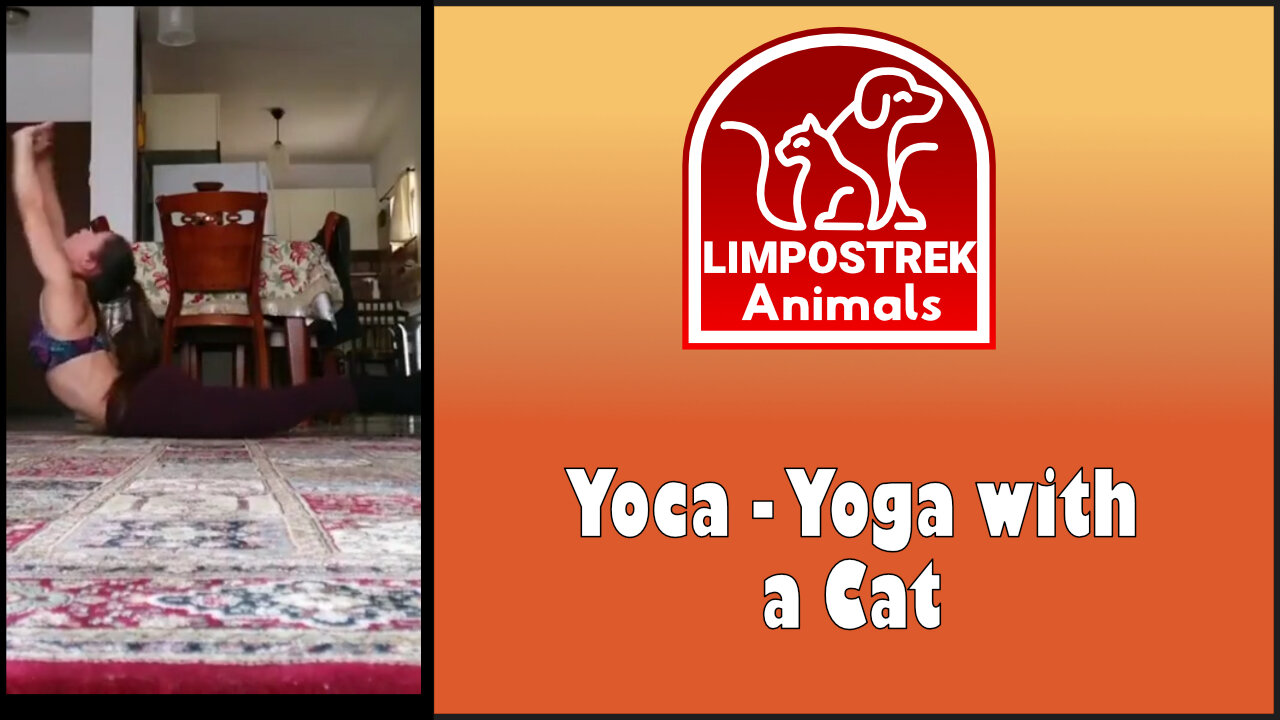 Yoca - Yoga with a Cat