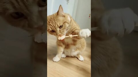 Cat Video Eating Food #reels #shorts #cat #funny