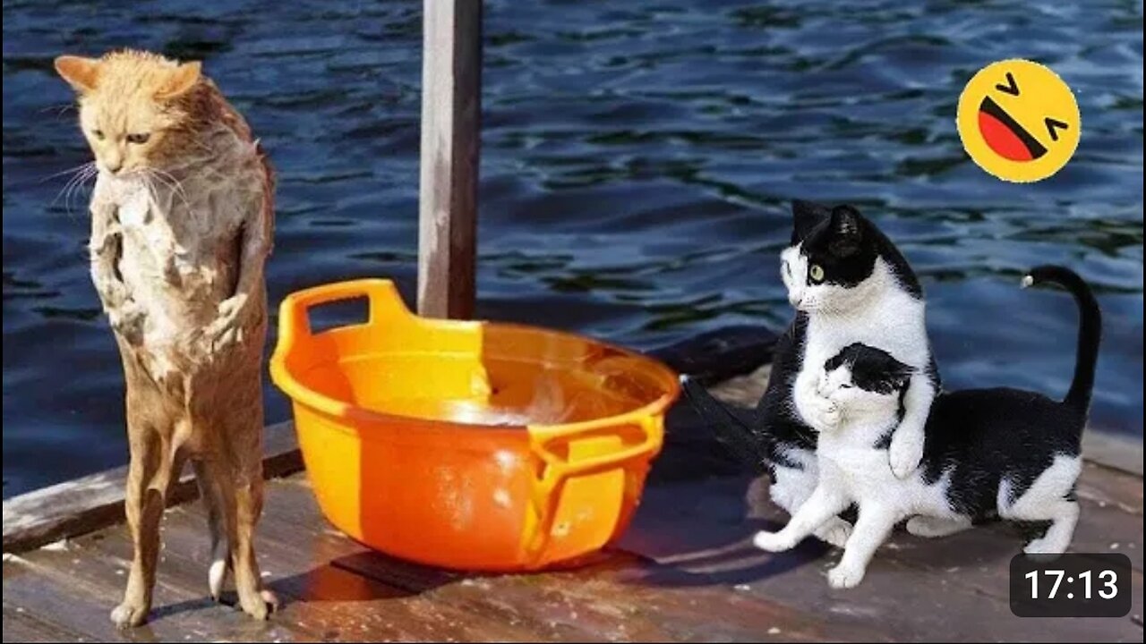 New Funny Animals π
Funniest Dogs And Cats Videos 2023πΆπΊ