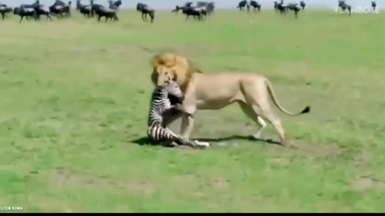 Lion attack to Baby Zehra 🦓 and killed innocent baby |2022|