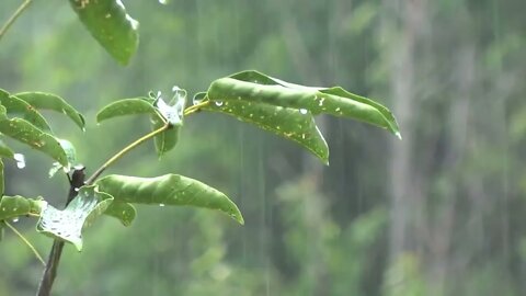 ASMR| Sleep in less than 3 minutes with the Sound of Rain without Thunder. Relaxing Sounds of water