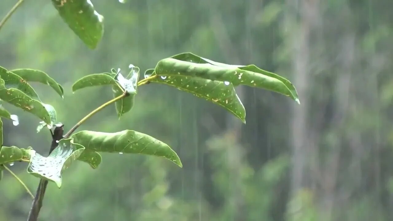 ASMR| Sleep in less than 3 minutes with the Sound of Rain without Thunder. Relaxing Sounds of water