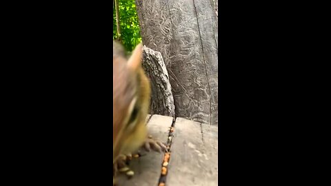 Feeding chipmunks