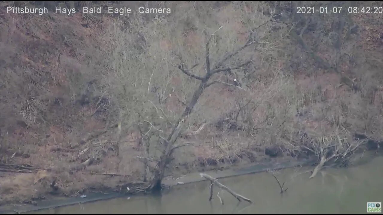 Hays Eagle perched in tree by the river 2021 01 07 841am