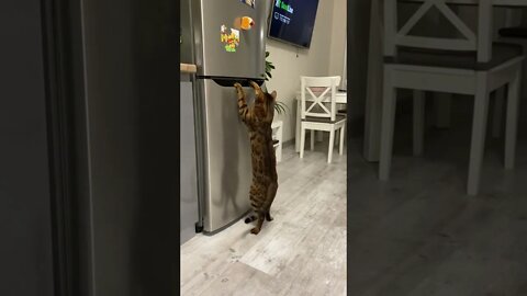 #shorts Смешные Коты Из Тик Тока 41 Funny Cats From TikTok