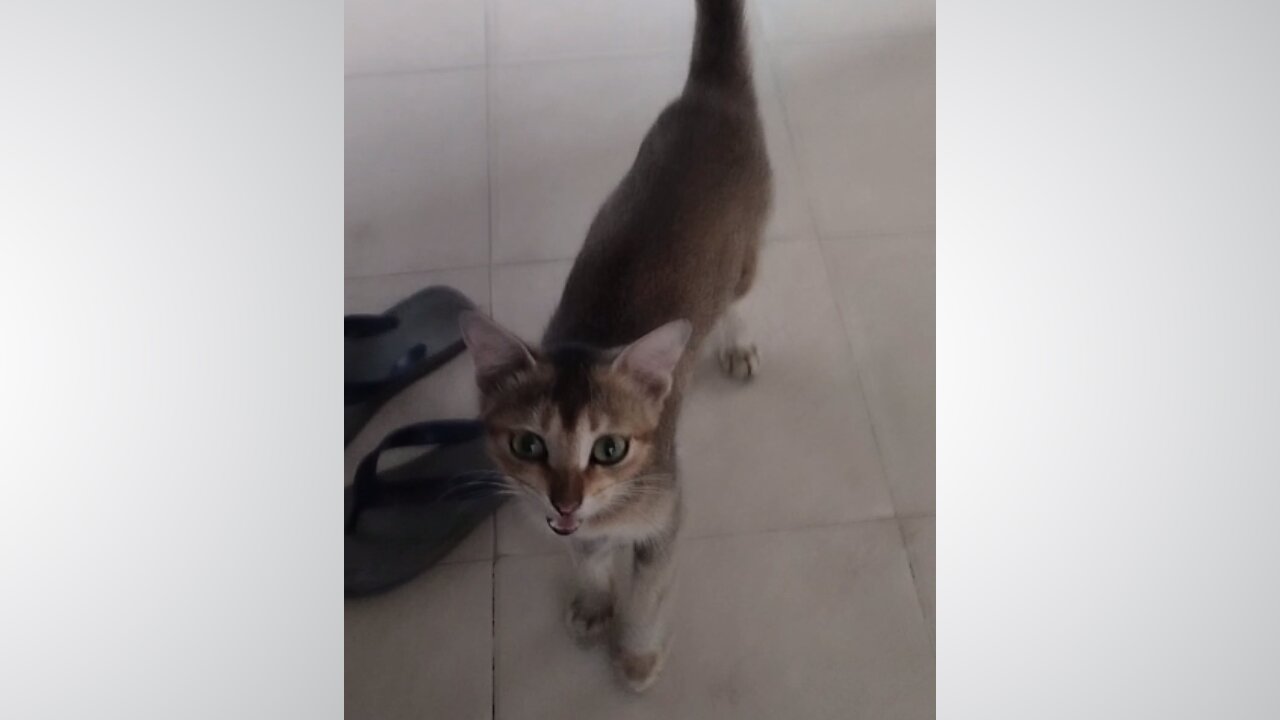 The funny cat is showing gratefulness to the owner