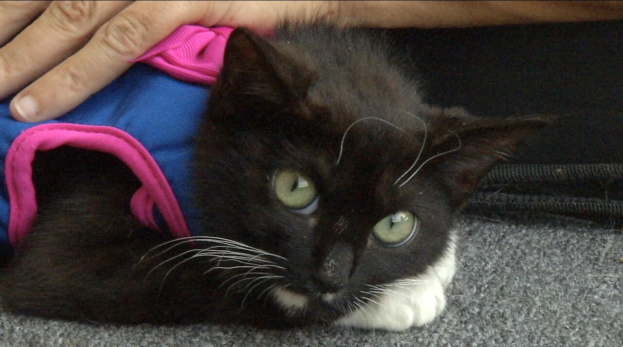 Pet of the week: young cat named Harley Quinn