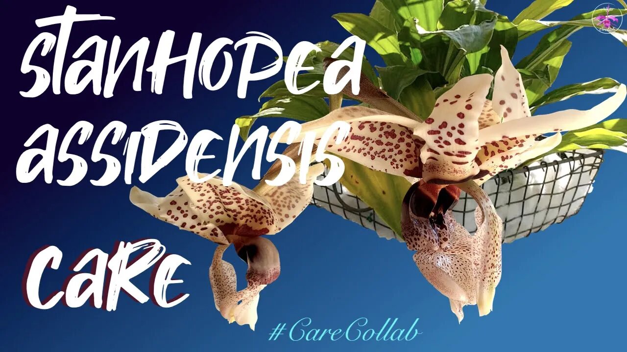 Stanhopea Assidensis CARE | Watch this, if you are into Beast Mode orchids #carecollab