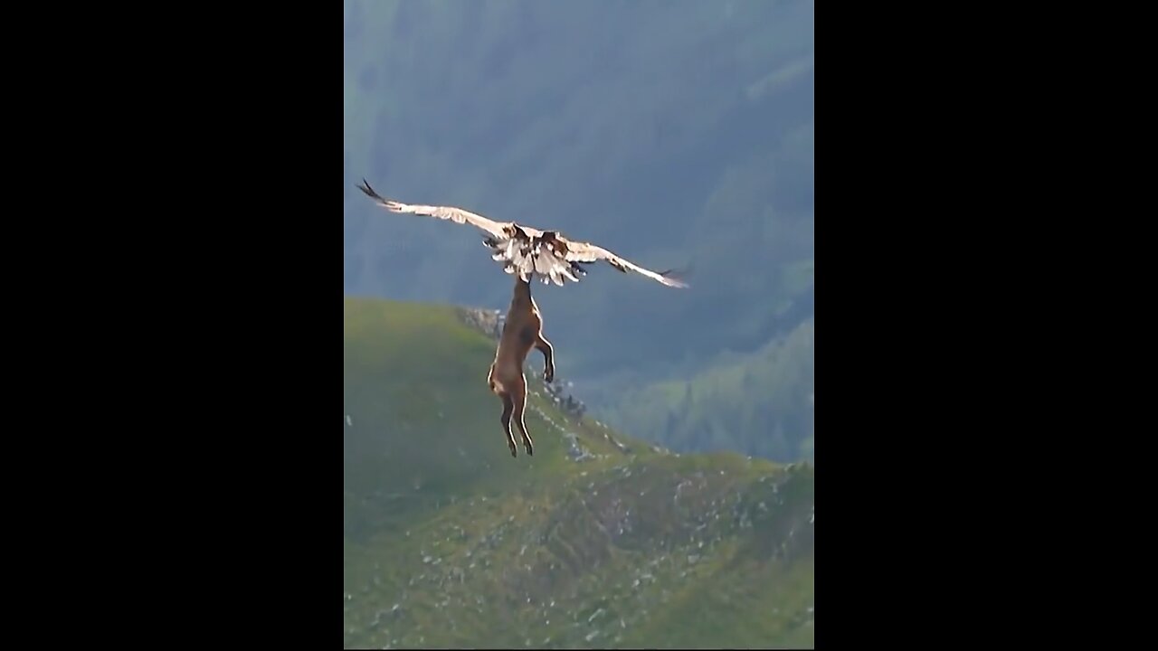 lion of the sky