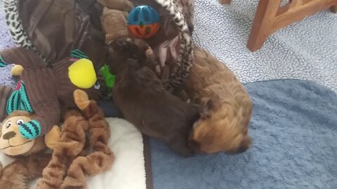 C Litter 4 wks 2 days old