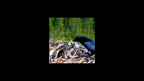 baby eagle