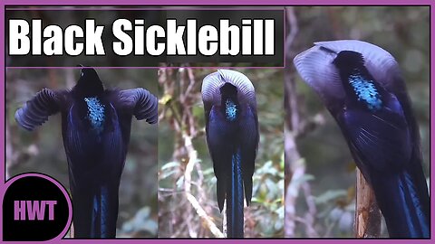 The incredible courtship display of a Black Sicklebill