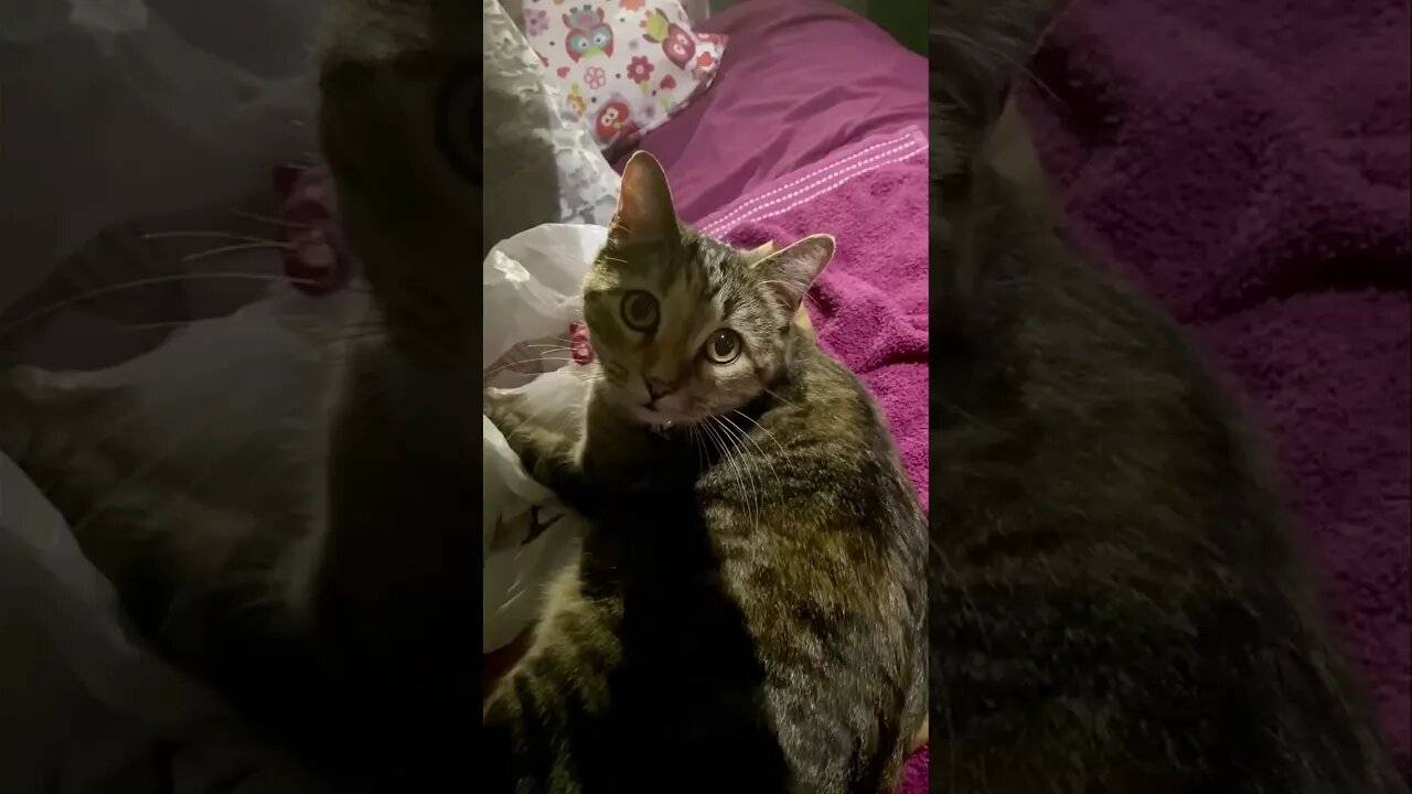 new favorite toy