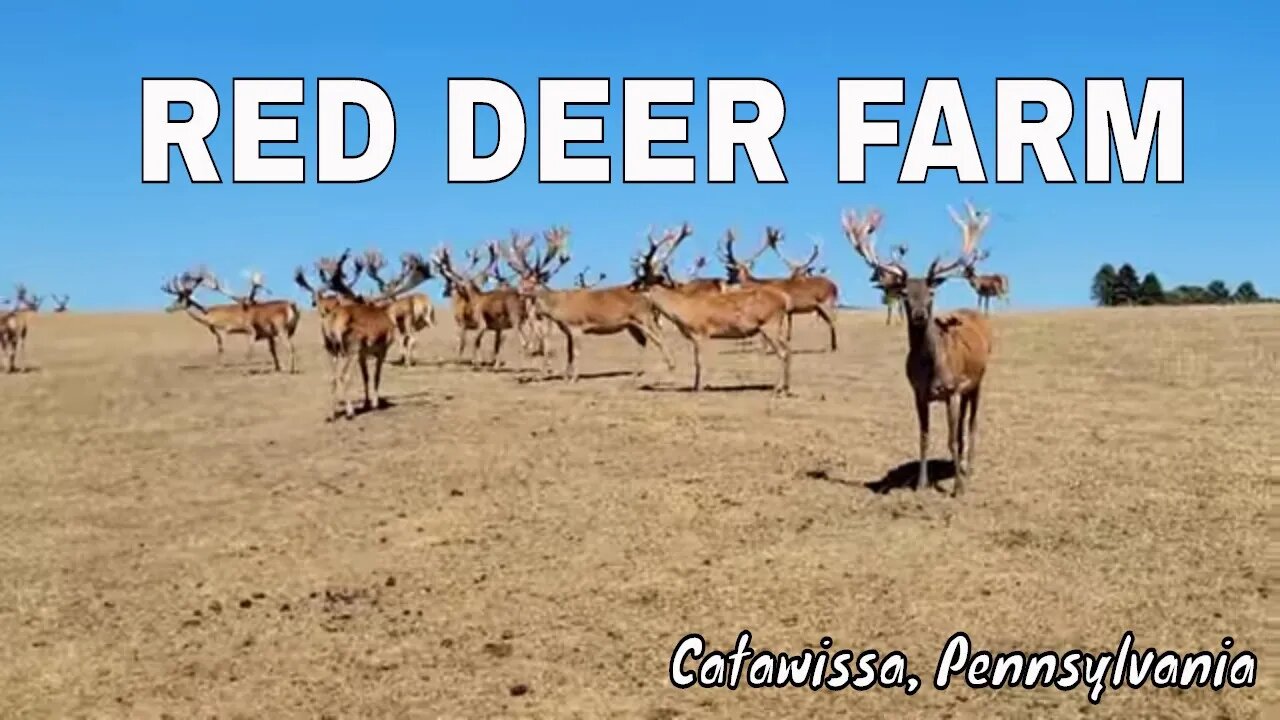 Red Deer Farm - Wagon Ride Tour - Rolling Hills - Catawissa PA