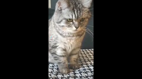 #cats #funny #animal #viral #usa