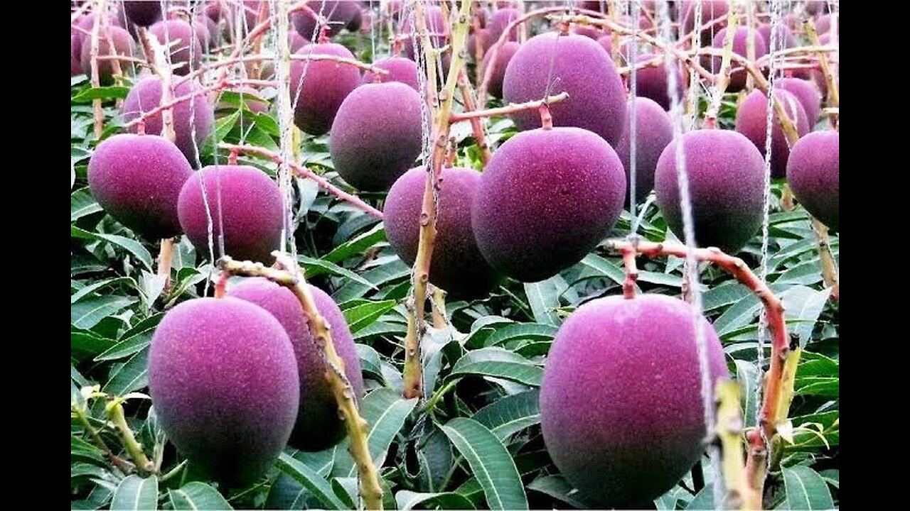 Modern Technology of mango farm in Australia