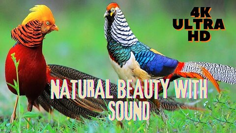 The Natural Beauty with sound