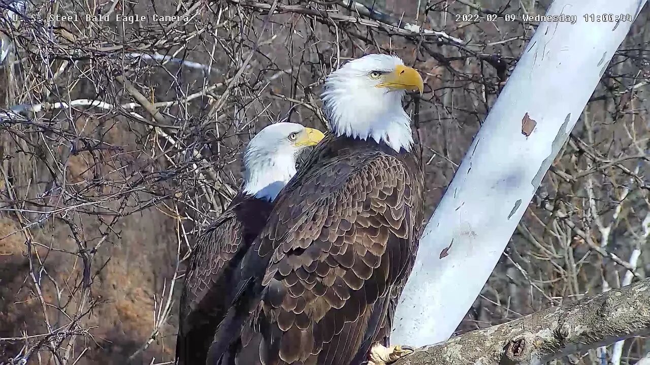 U. S. S Eagles - Side-by-side