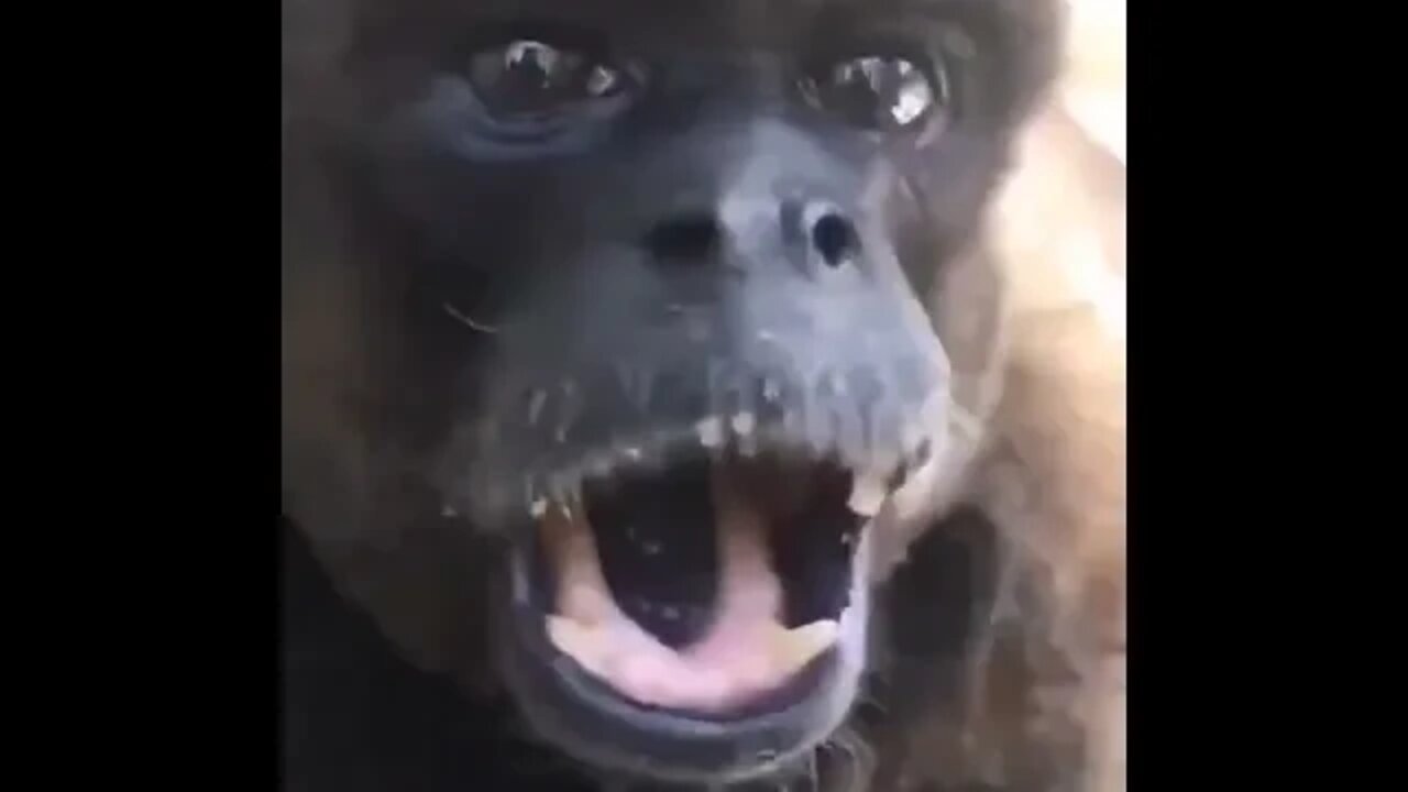 What monkey is this?