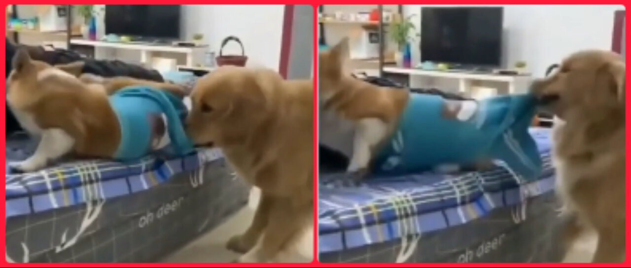 Funny Jealous Dog Fighting Puppy Dog To Get It's Owners Attention