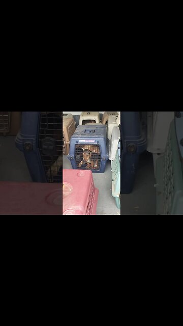 Puppy Rescue #puppy #dog #rescue #spca #puppylove #puppyrescue #beagle #shorts #metaldetecting