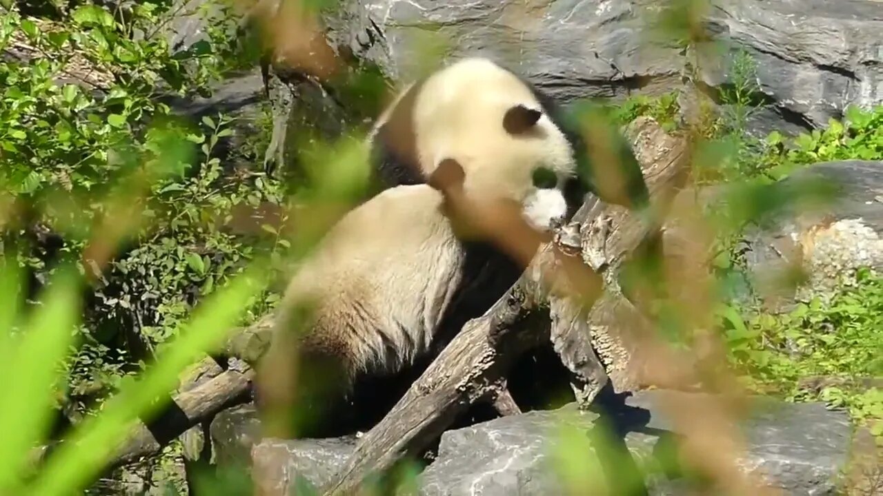 Pandas | Shenzen Zoo China