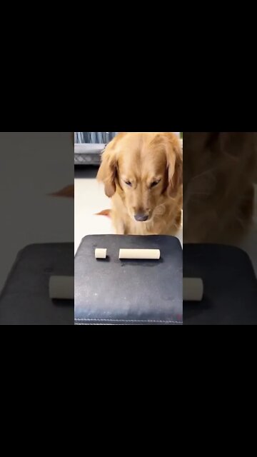 Golden Retriever are so gentle hearted!