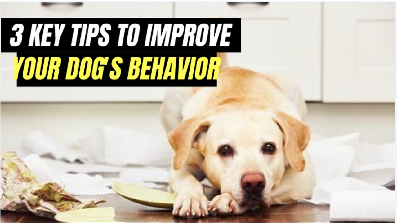 3 KEY TIPS TO IMPROVE YOUR DOG'S BEHAVIOR