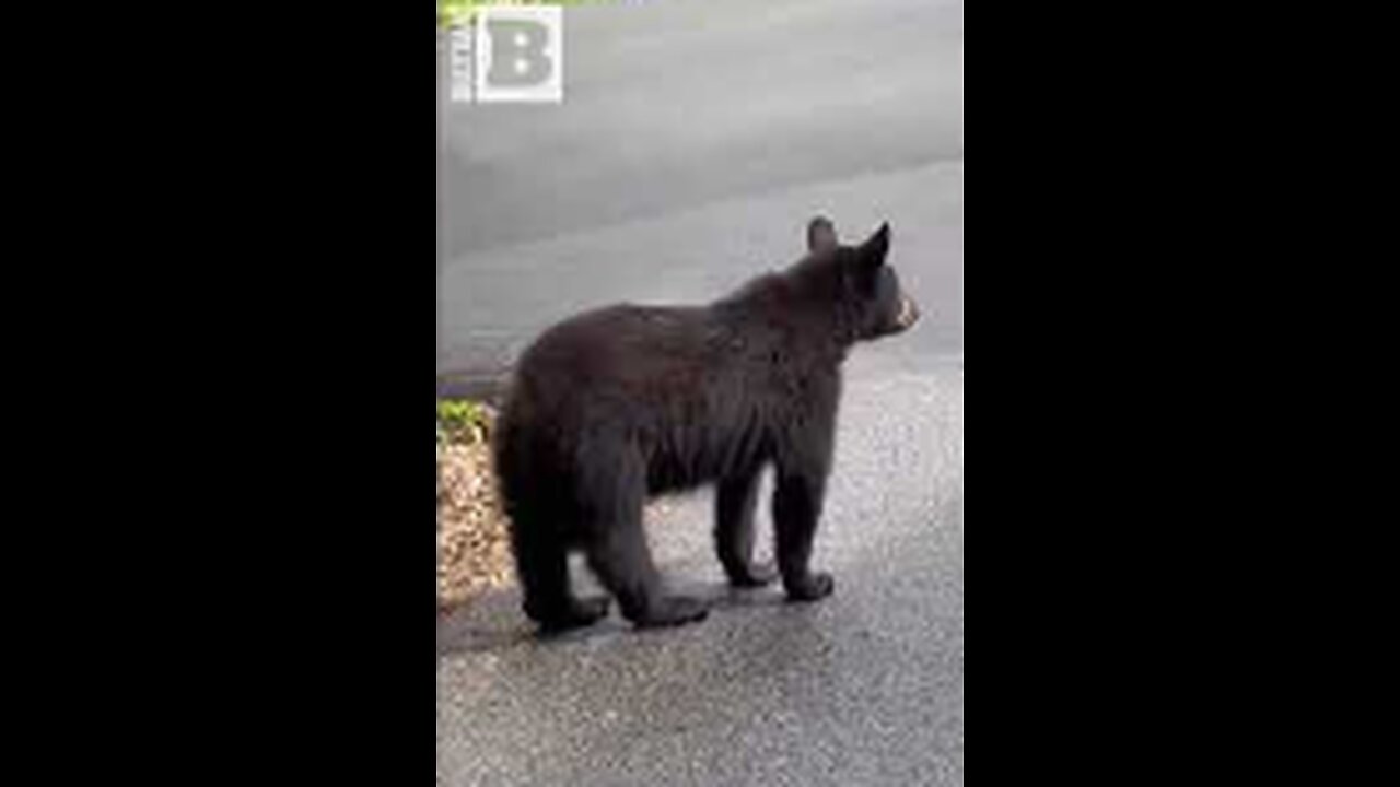 LOOK BOTH WAYS! MAN DRIVES PAST BEAR POLITELY WAITING AT STOP SIGN